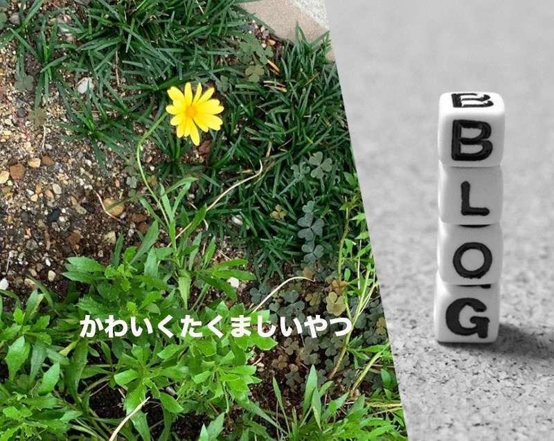 隅っこにぽつんと、でも逞しくきいろ