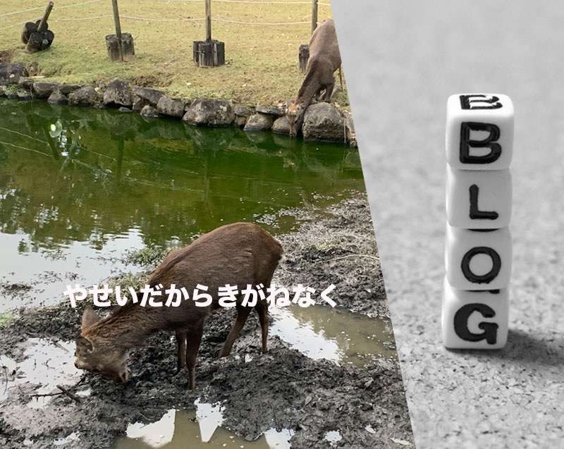 お、おまえもするのか？！しかのごろすり　奈良