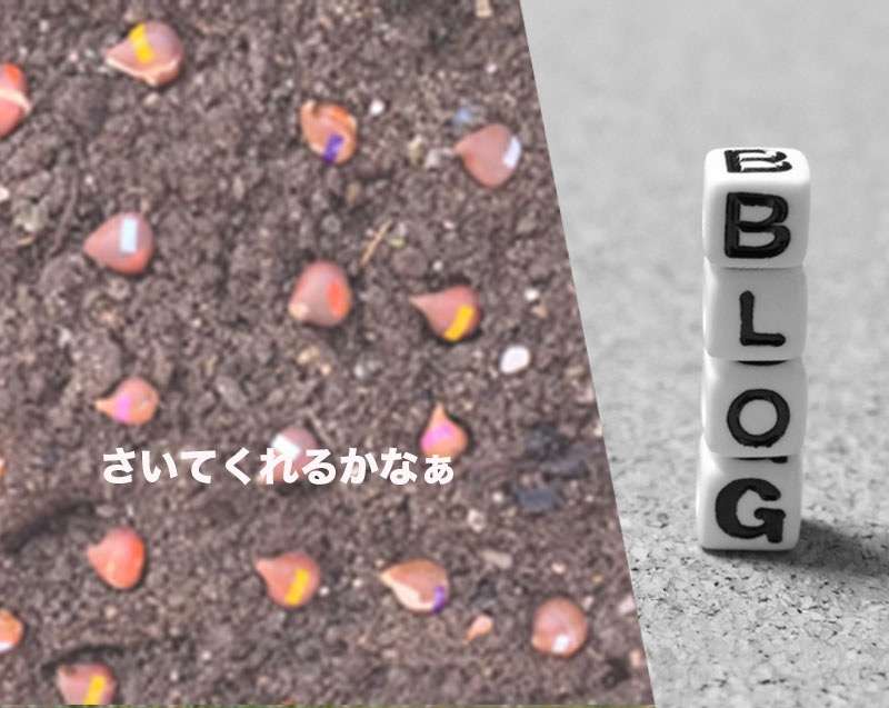 チューリップとかぶ