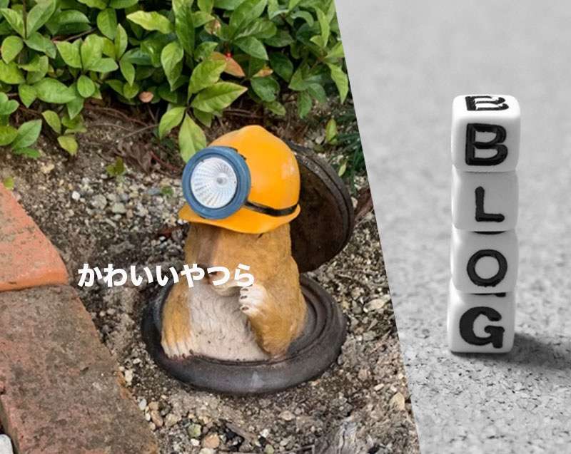 最近の自社菜園のコーナー笑