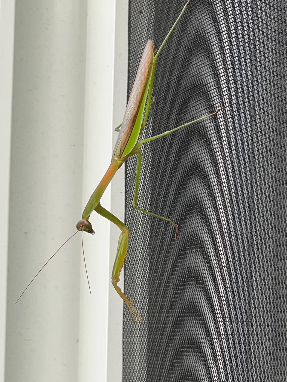 カマキリいたぁー　大阪