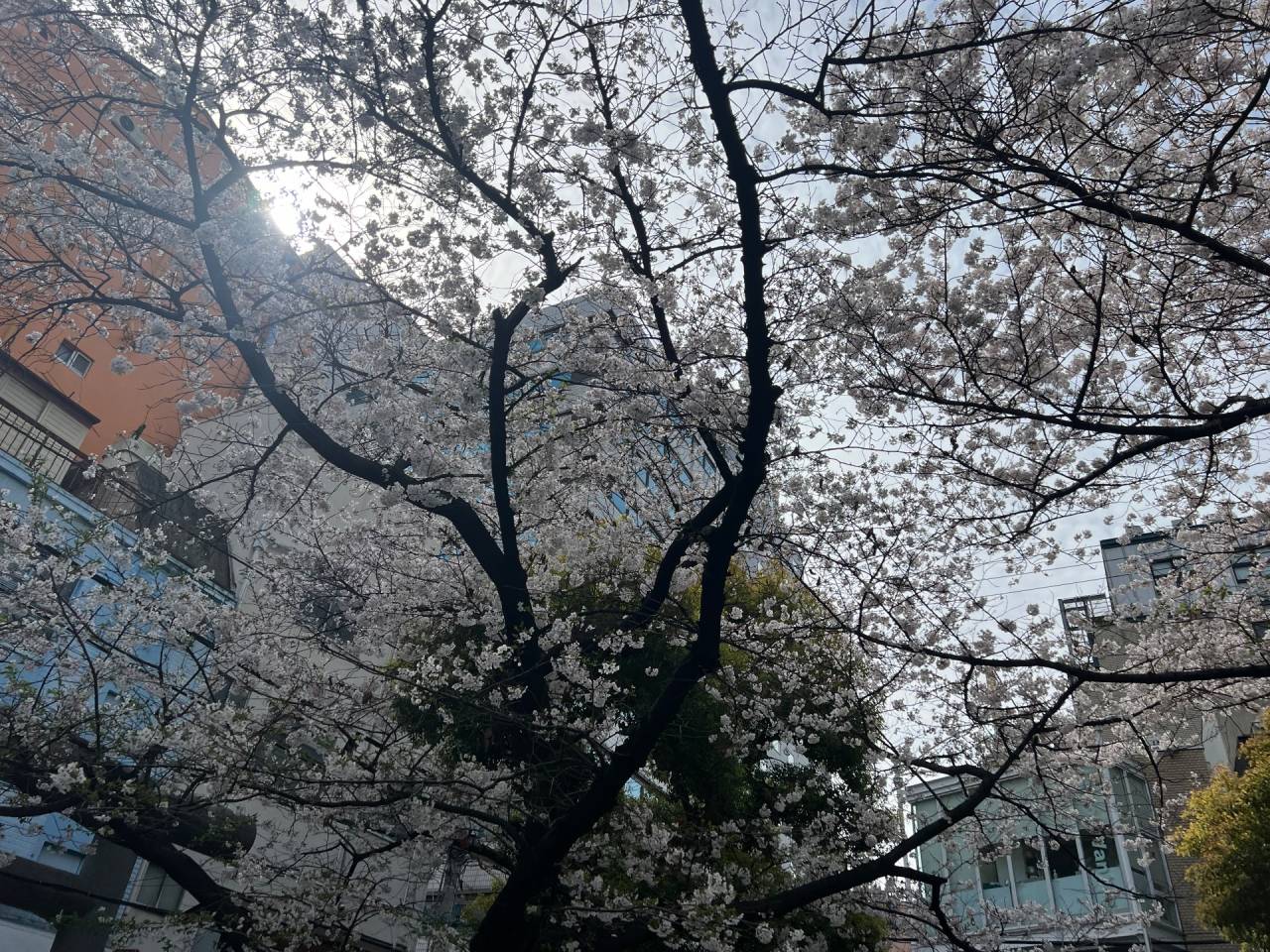 アメ村の桜　西心斎橋