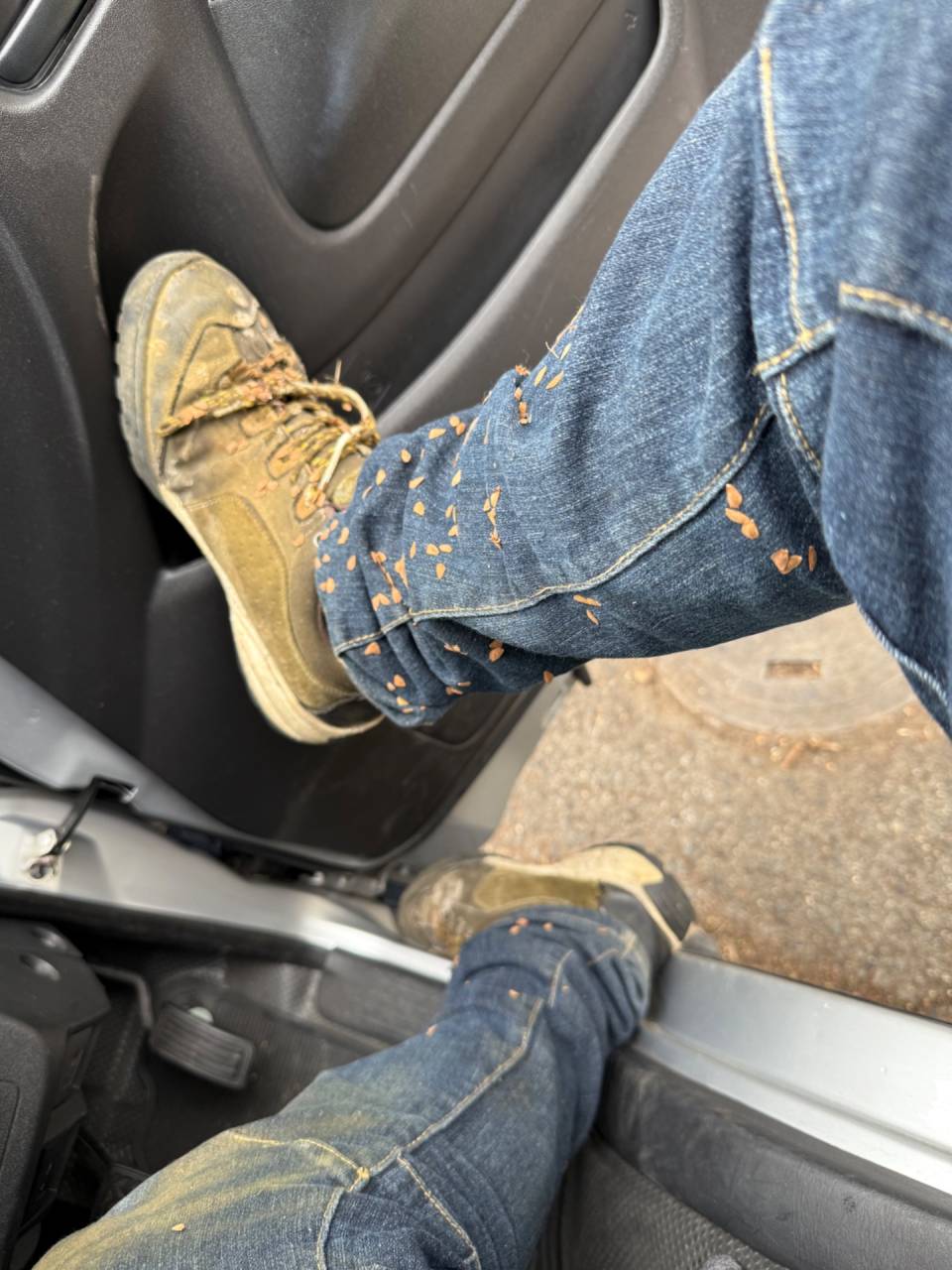 ひっつきむし　東大阪