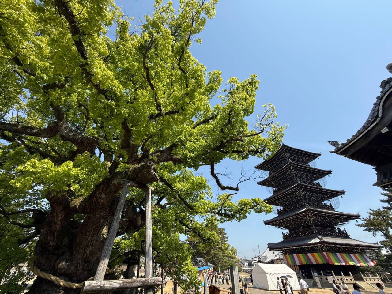 善通寺の楠 香川県