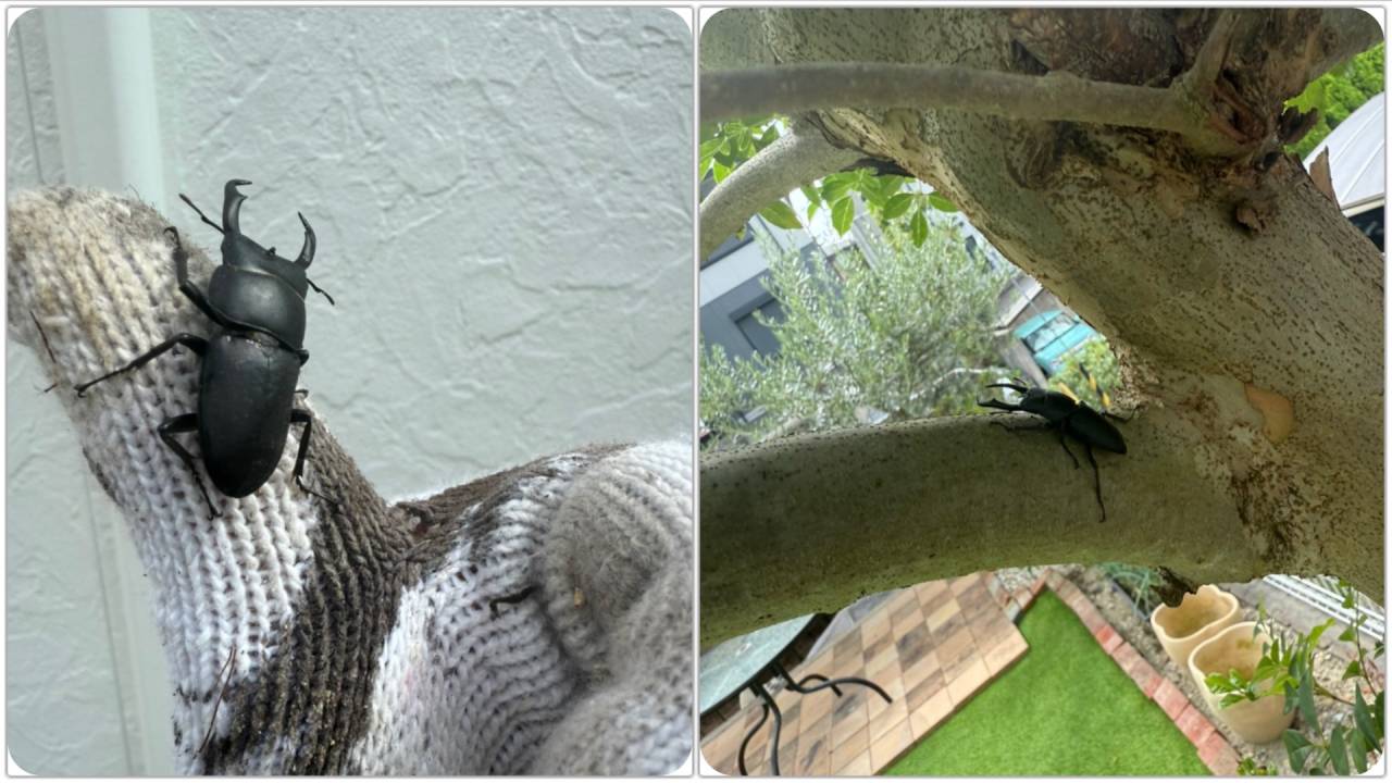 クワガタ　大阪