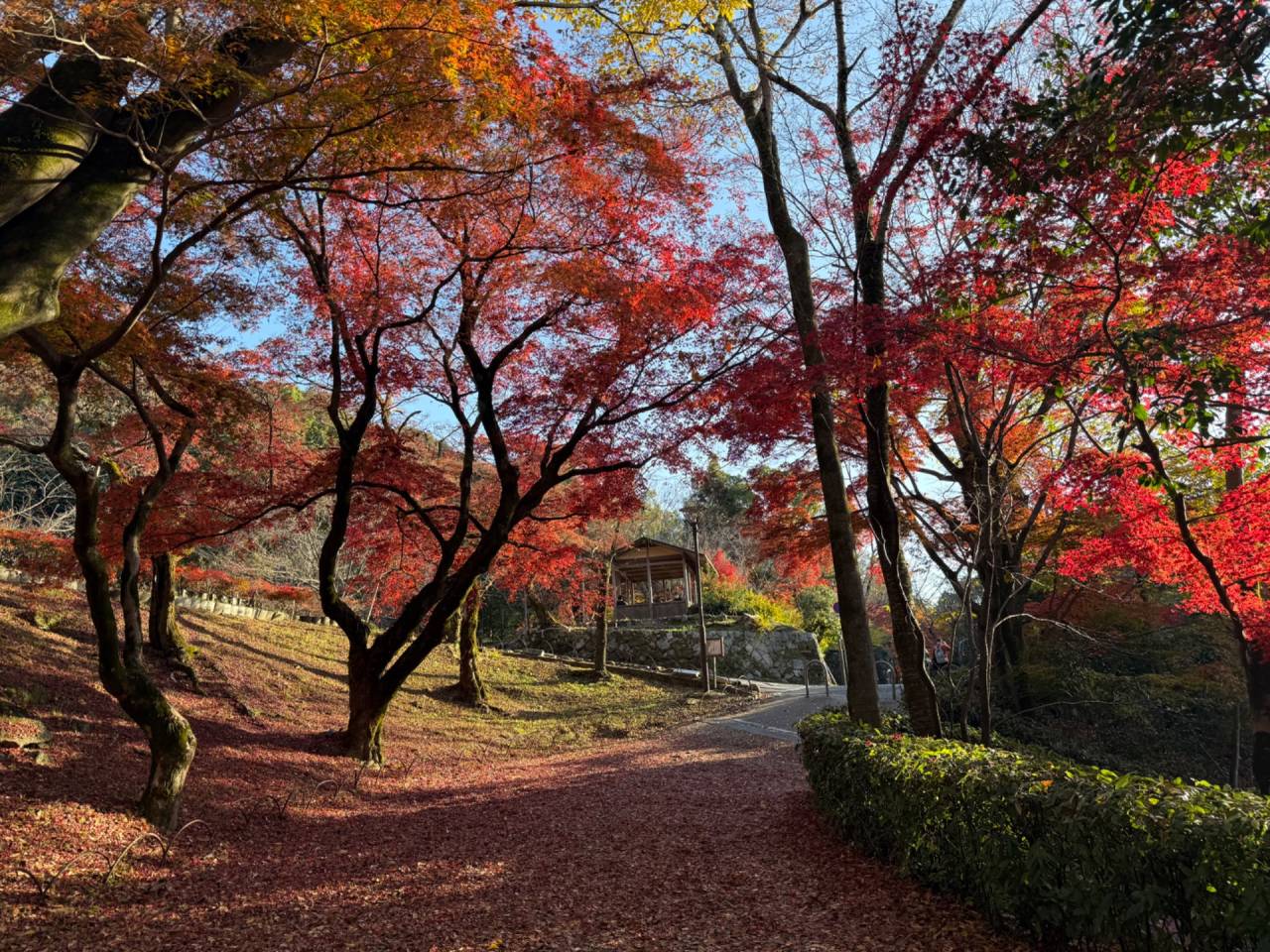 京都の紅葉　円山公園